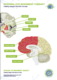 The Human Brain – IEMT Poster