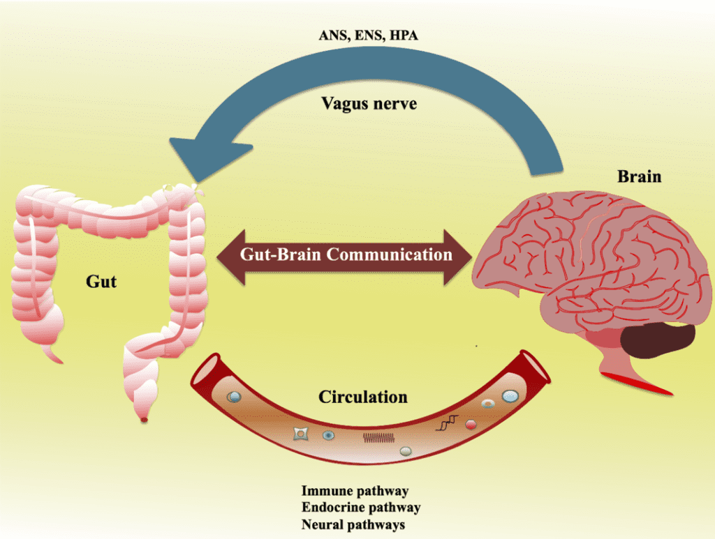 Diagram showing gut brain communication, highlighting how trauma or PTSD can impact this connection: a gut and brain...