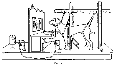 A black and white diagram showing a dog harnessed in a standing position next to a bowl, with various tubes and...