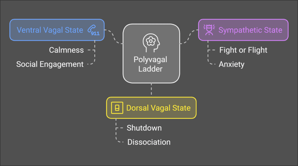 A diagram of the Polyvagal Ladder showing three states: Ventral Vagal State (calmness, social engagement), Sympathetic...
