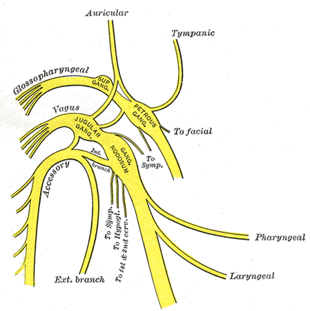 Diagram of nerves in the head and neck, showing branches of the glossopharyngeal, vagus, and accessory nerves, labelled...