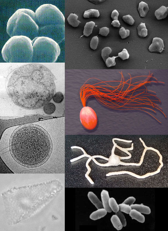 A collage of eight microscope images features various single celled microorganisms and bacteria—some with visible cilia...