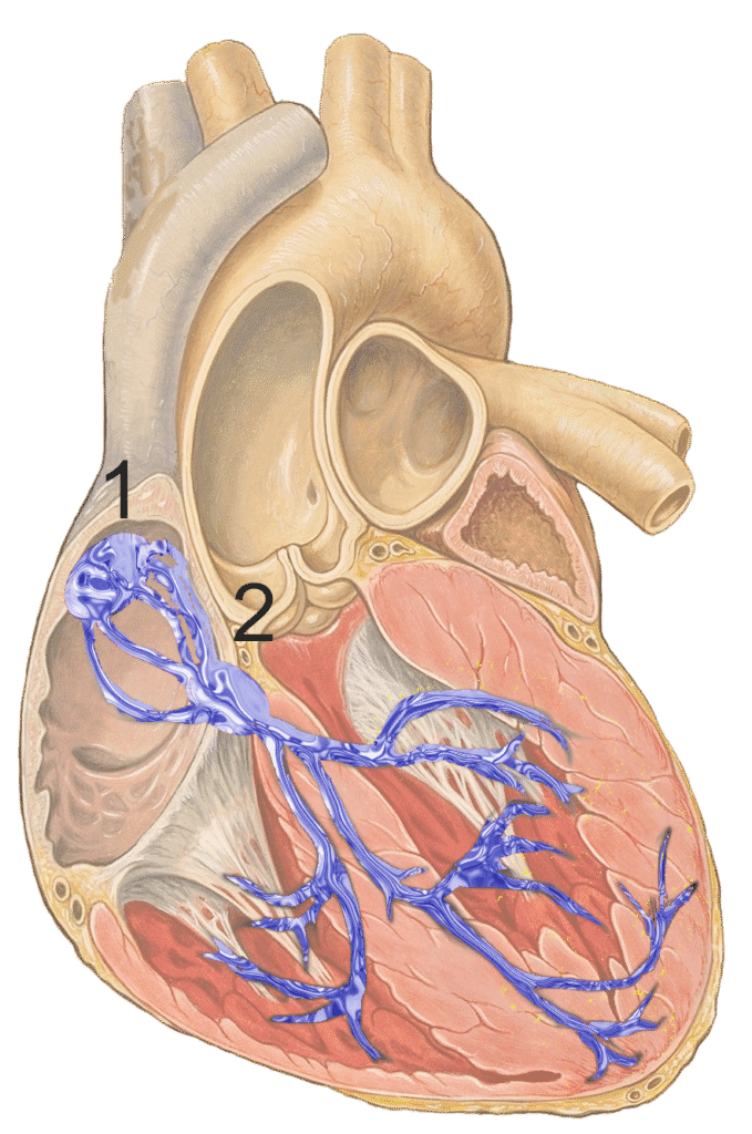 Illustration of the human heart’s interior, showing the conduction system in blue with labels 1 at the sinoatrial node...