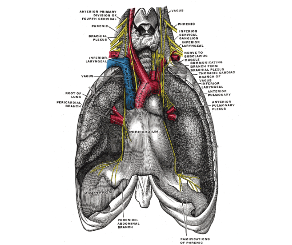 Detailed anatomical illustration of the human thorax showing nerves, blood vessels, lungs, heart, and...