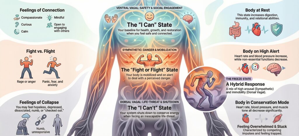Polyvagal Theory
