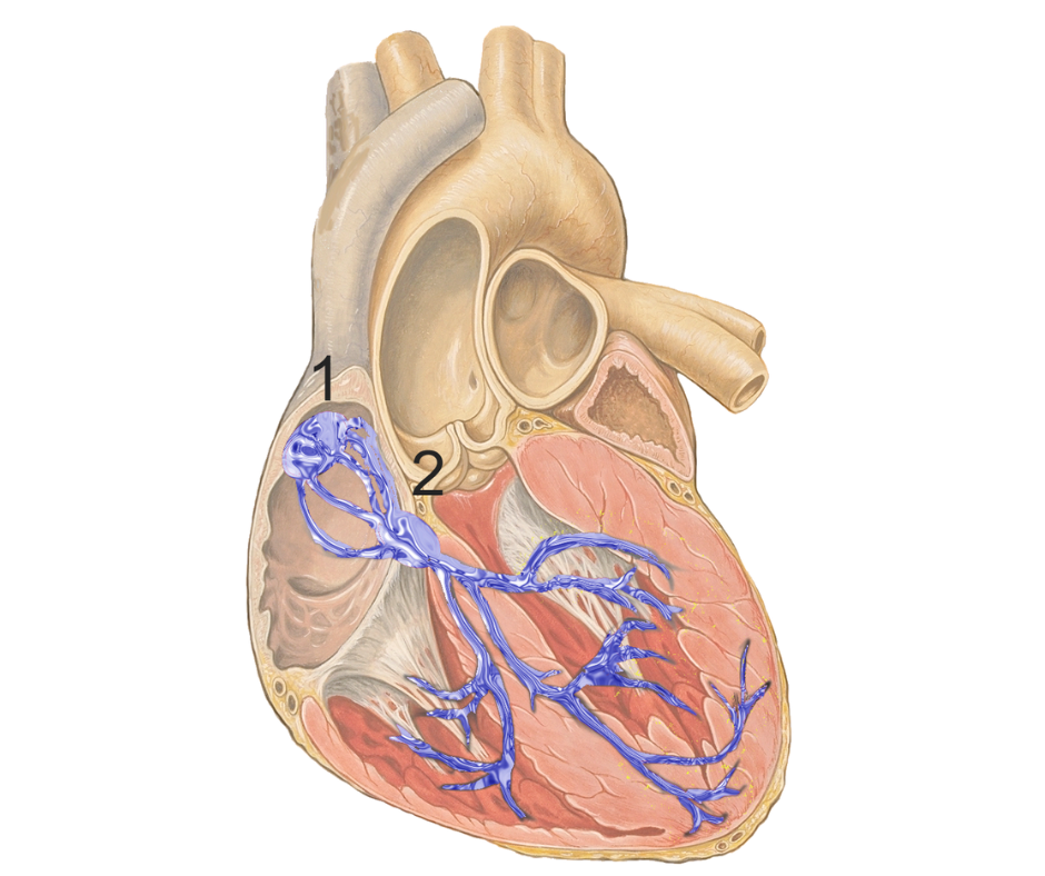 Illustration of a human heart with the internal conduction system highlighted in blue, showing numbered labels 1 and 2...